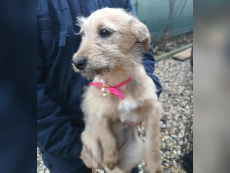 KARMA - kleines fröhliches Mädchen *reserviert*