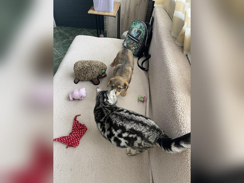 PETER - kleiner Herzensbrecher