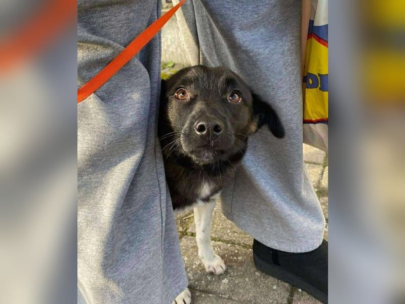 BONO - sucht sein Für-immer-Zuhause *reserviert*