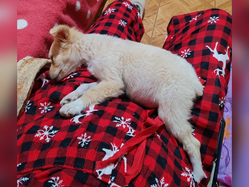 MAGGIE - kleine Hundedame