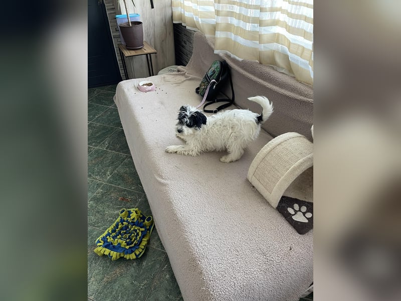 PATCH - sanfte Seele sucht seine Menschen