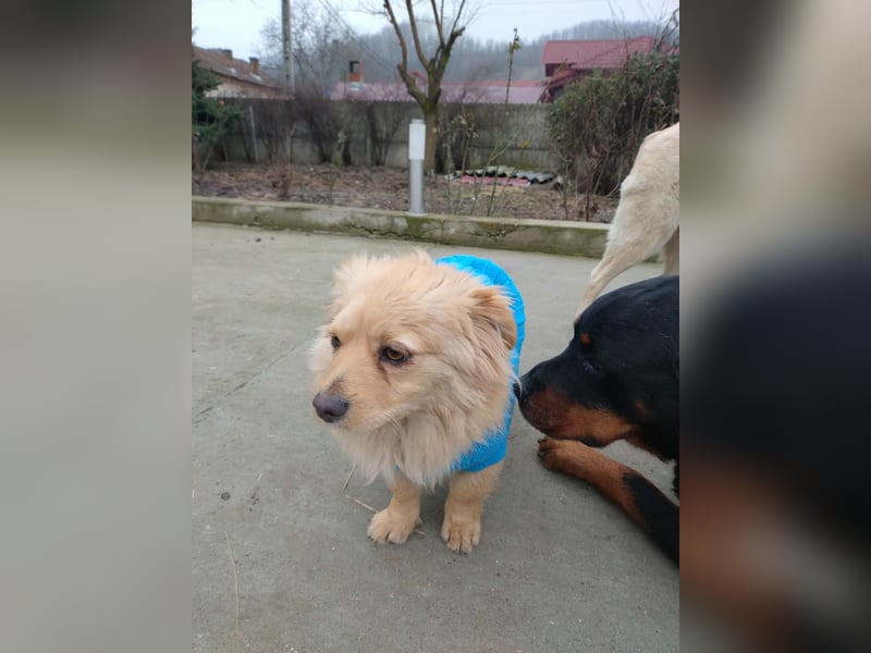 MICKY - sanfter Engel sucht seine Menschen *reserviert*