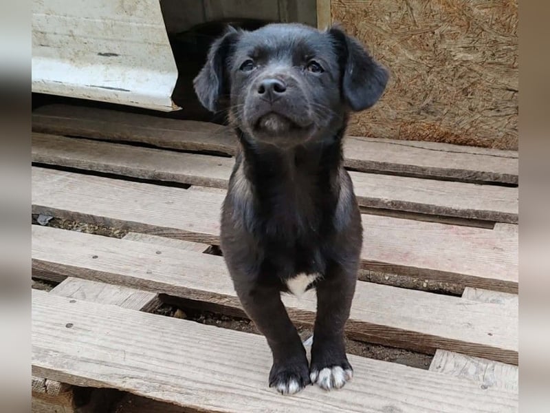 LORIS - Traumzuhause gesucht