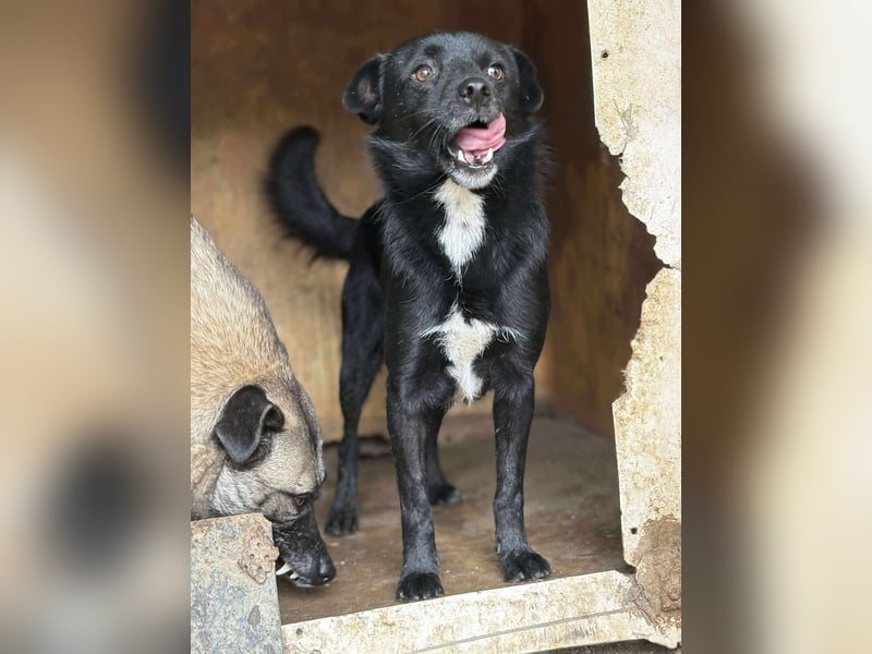 BLACKY - schwarze Schönheit