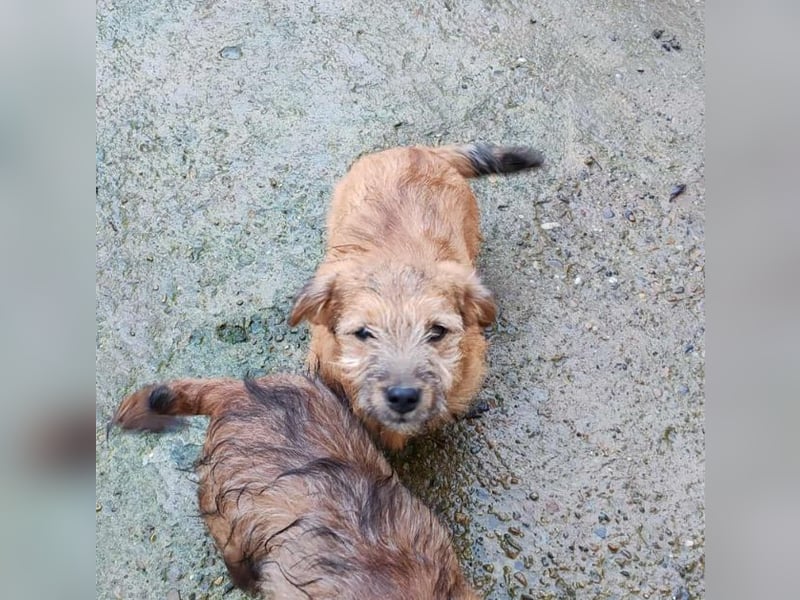 EDAN - ist bereit für sein Abenteuer