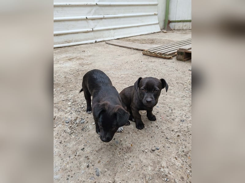 LORIS - Traumzuhause gesucht