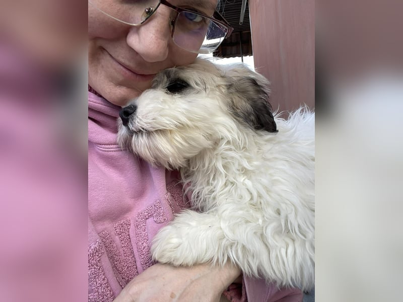 SNOWY - braucht ein eigenes Körbchen