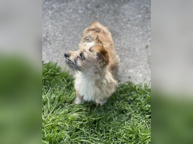 PEANUT - kleine Frohnatur sucht ihre Menschen