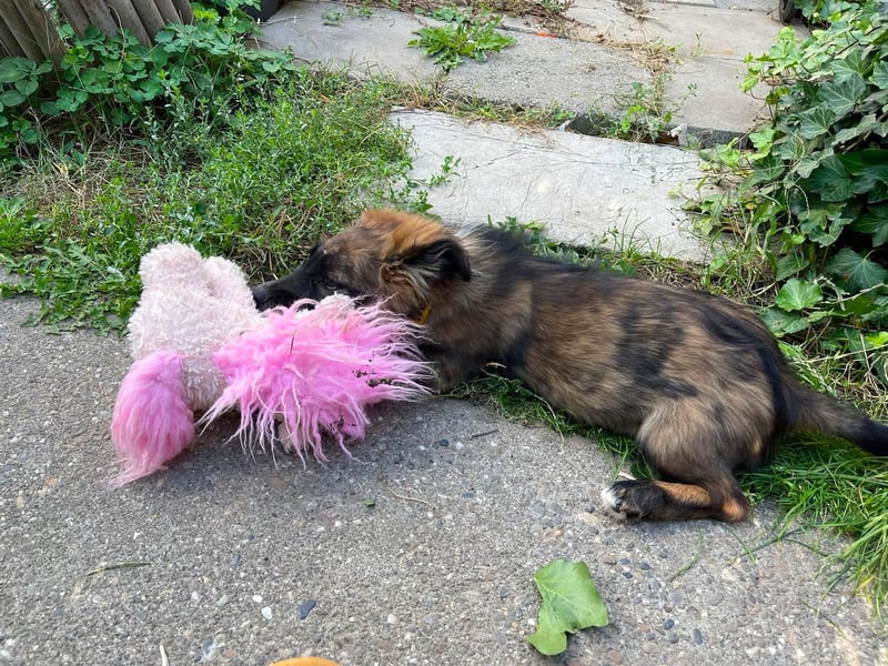COOPER - verspielter Schatz