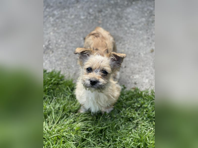 PEANUT - kleine Frohnatur sucht ihre Menschen