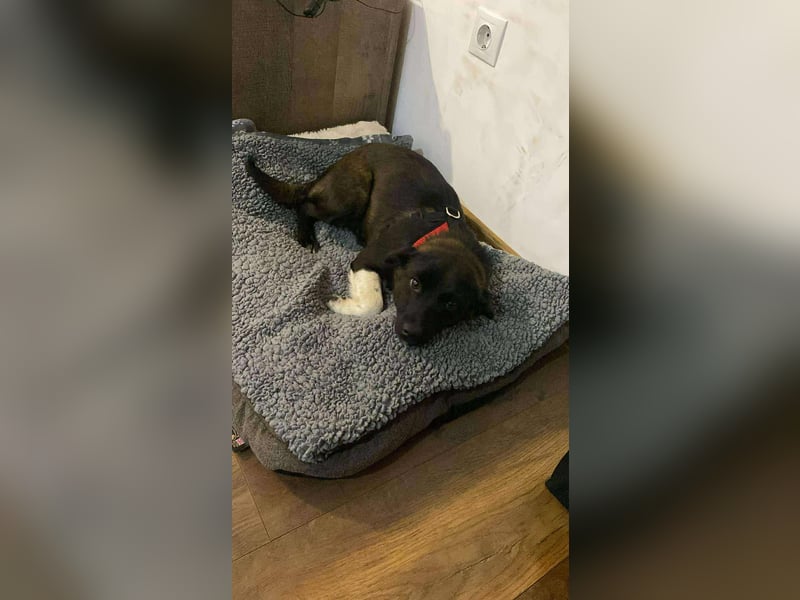 BONO - sucht sein Für-immer-Zuhause *reserviert*