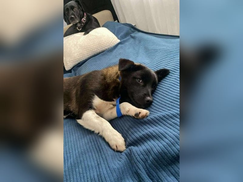 BONO - sucht sein Für-immer-Zuhause *reserviert*