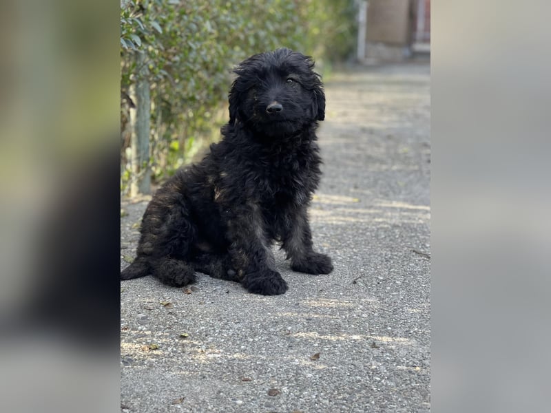 JAKE - süßer Zottel sucht seine Menschen