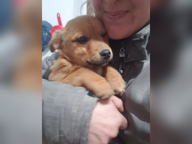 TOTO - kleine Frohnatur *reserviert*