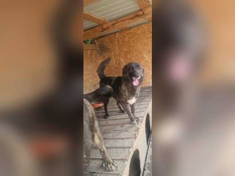 TAIMI - sucht ihre Menschen