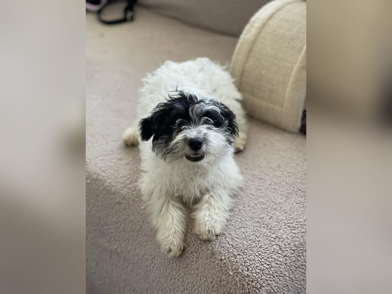 PATCH - sanfte Seele sucht seine Menschen