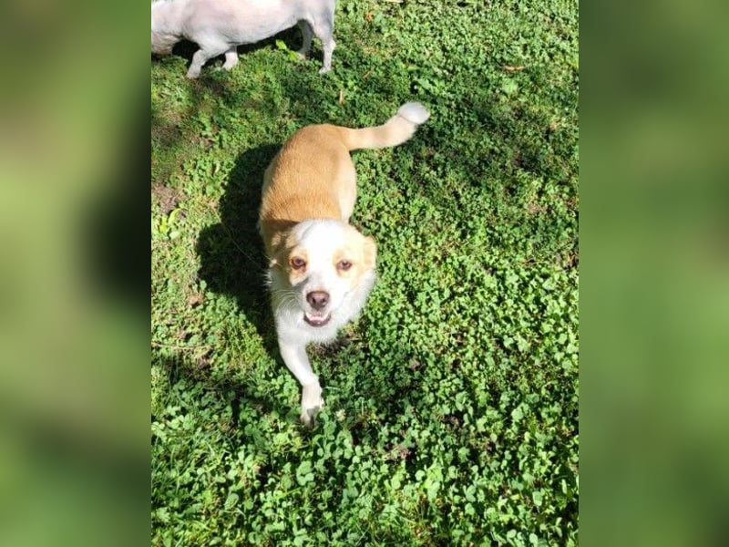 MANUEL - braucht sein eigenes Körbchen