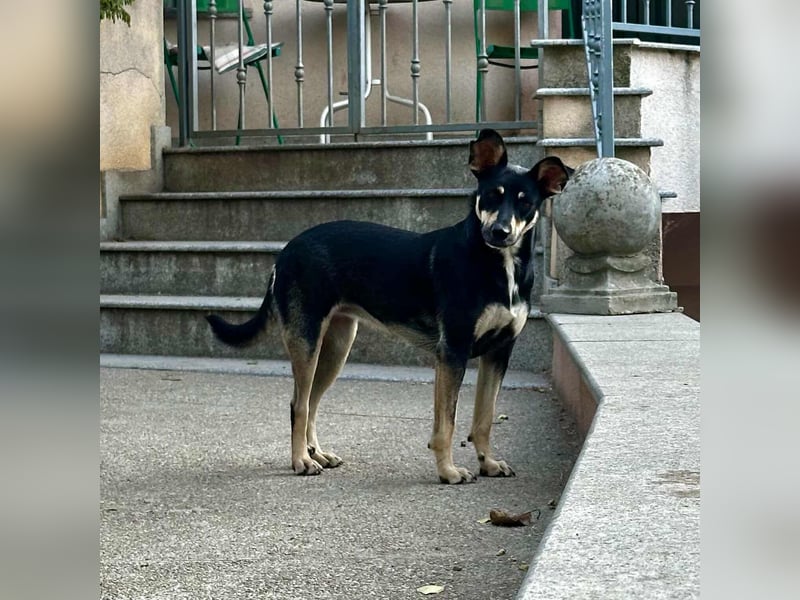 FRIEDA - sucht ihren sicheren Hafen