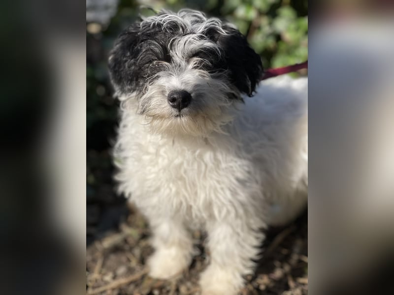 PATCH - sanfte Seele sucht seine Menschen