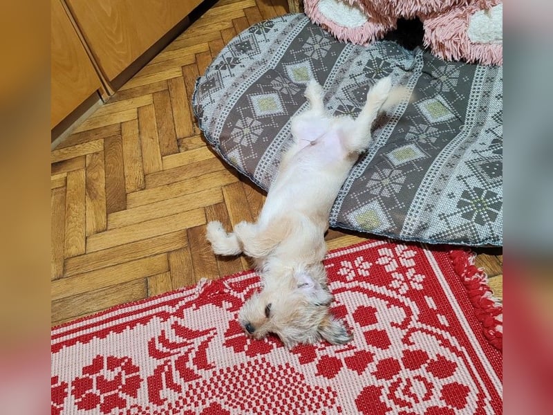 PIXEL - Traumzuhause gesucht