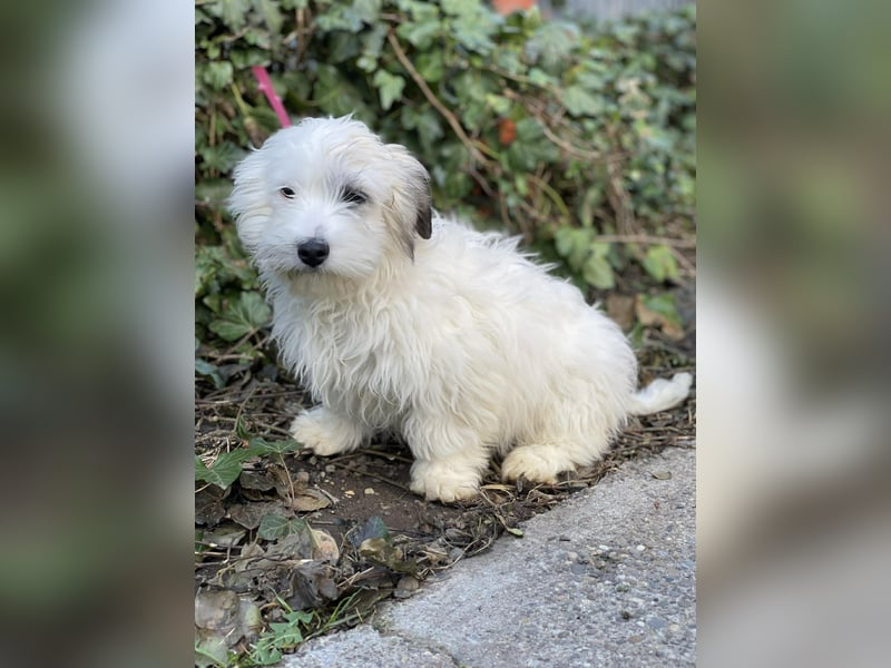 SNOWY - braucht ein eigenes Körbchen