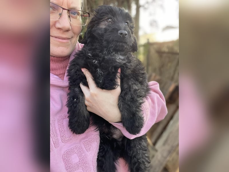 JAKE - süßer Zottel sucht seine Menschen