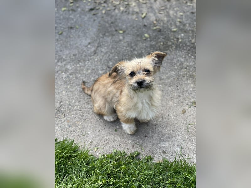 PEANUT - kleine Frohnatur sucht ihre Menschen