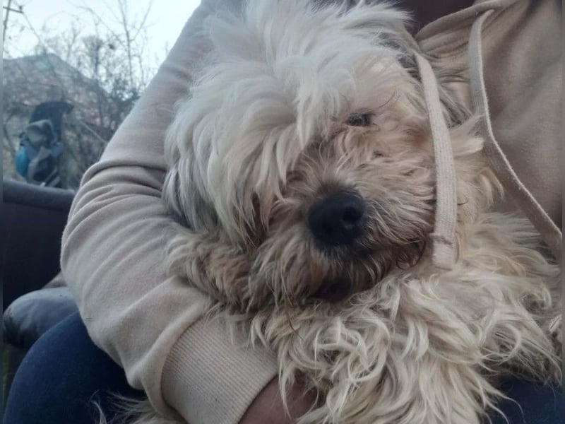 HAROO - liebevoller Zottel *reserviert*