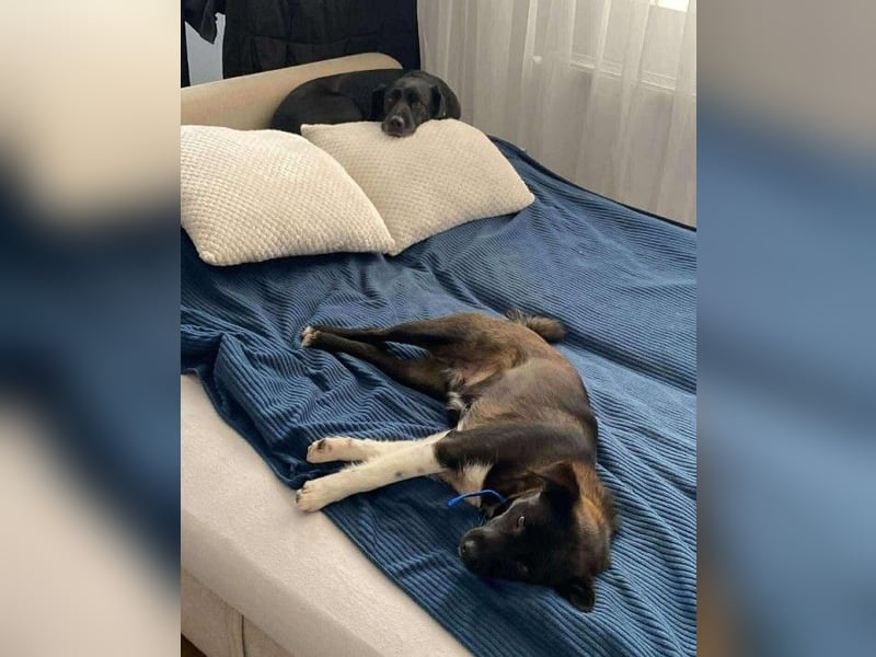 BONO - sucht sein Für-immer-Zuhause *reserviert*