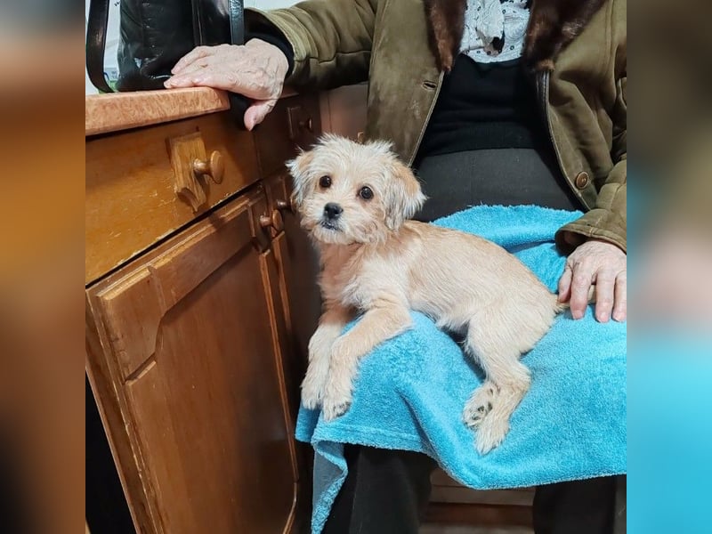 PIXEL - Traumzuhause gesucht