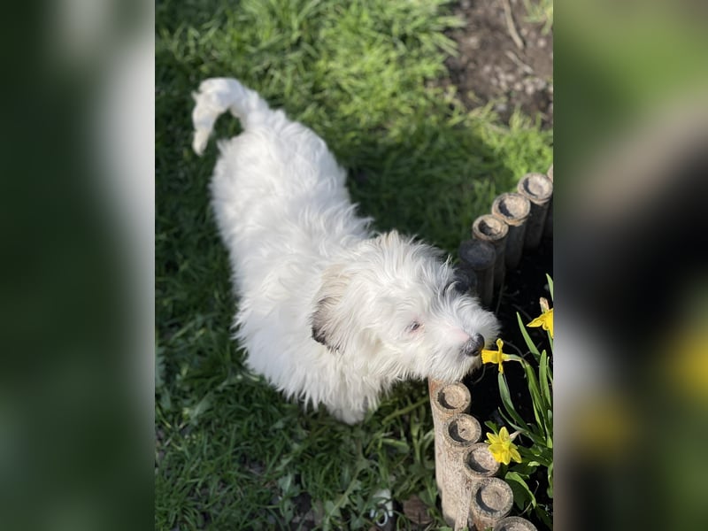 SNOWY - braucht ein eigenes Körbchen