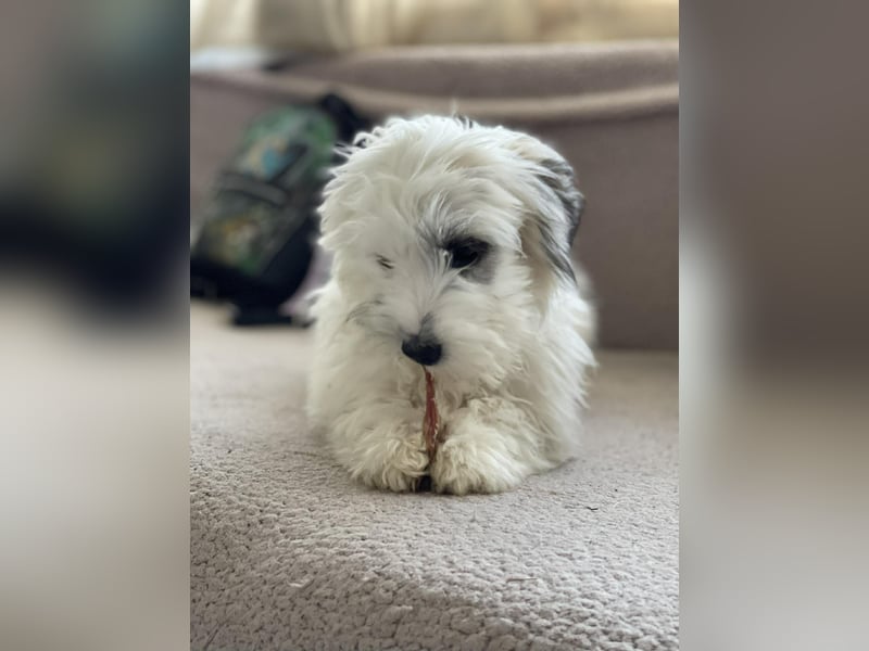 SNOWY - braucht ein eigenes Körbchen