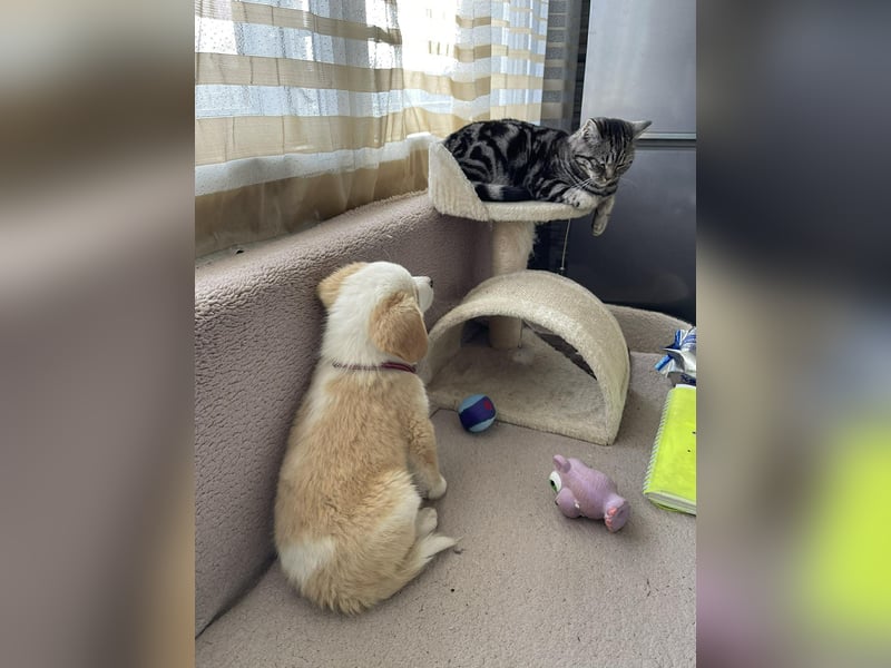 PERRY - kleiner Zuckerbub *reserviert*