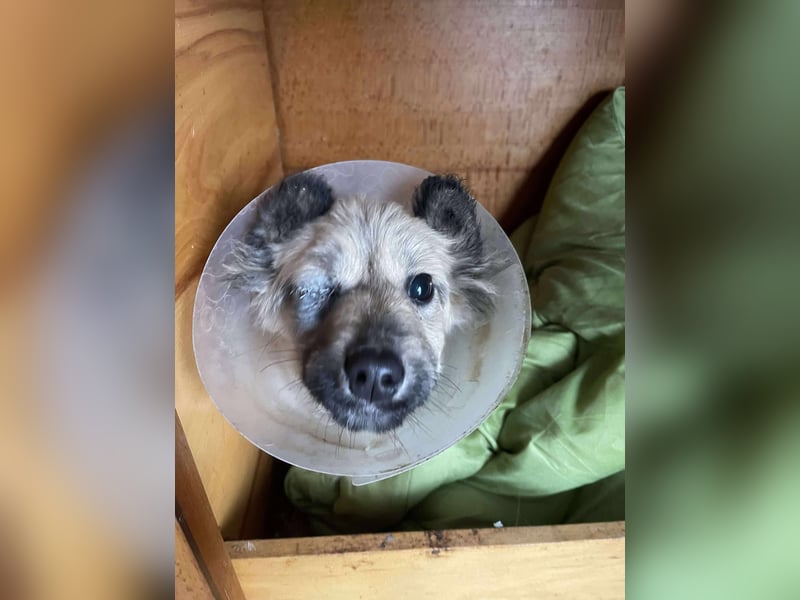 LUPIN - einäugiger Schatz sucht seine Menschen