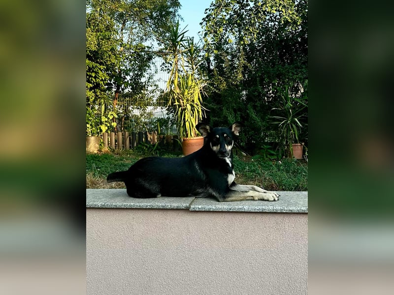 FRIEDA - sucht ihren sicheren Hafen