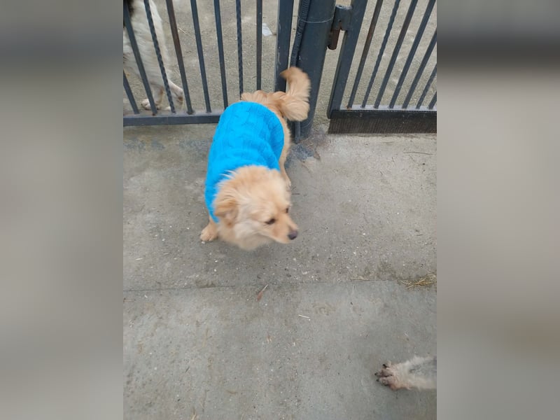 MICKY - sanfter Engel sucht seine Menschen *reserviert*