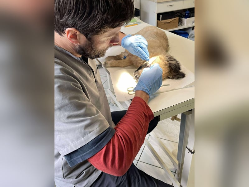 LUPIN - einäugiger Schatz sucht seine Menschen