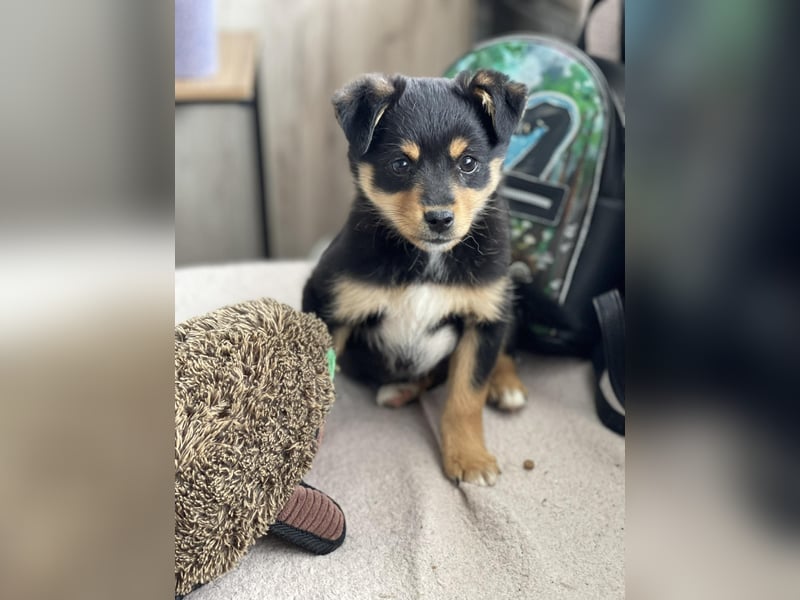 POLLY - kleine Herzensdame