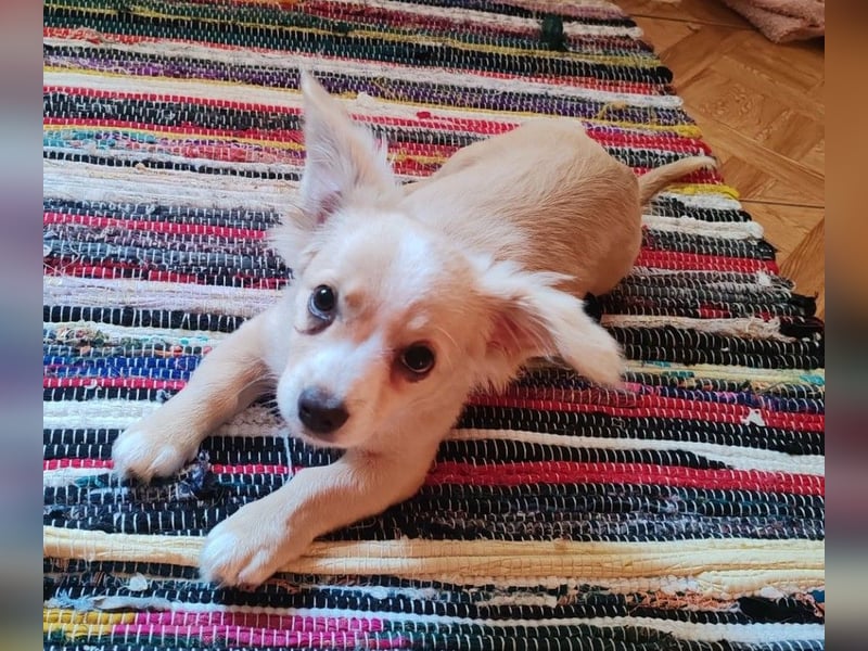 ZIZIE - liebevolles Hundekind