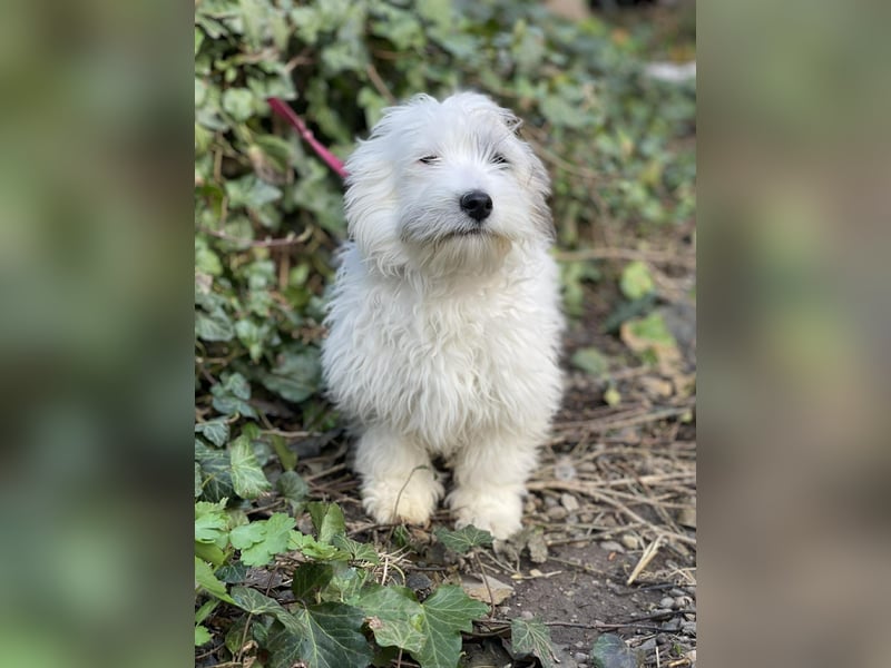 SNOWY - braucht ein eigenes Körbchen