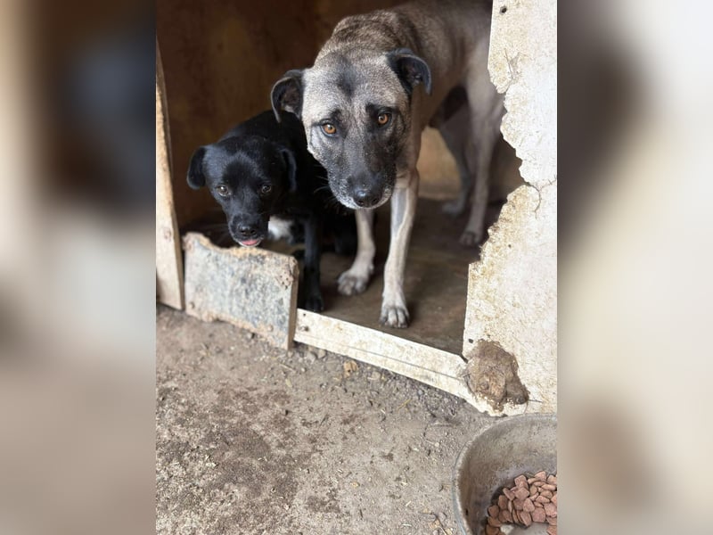 BLACKY - schwarze Schönheit