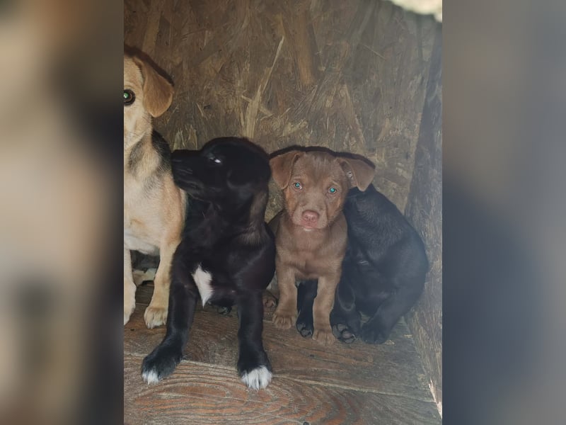 LEVON - darf er mit dir die Welt entdecken?