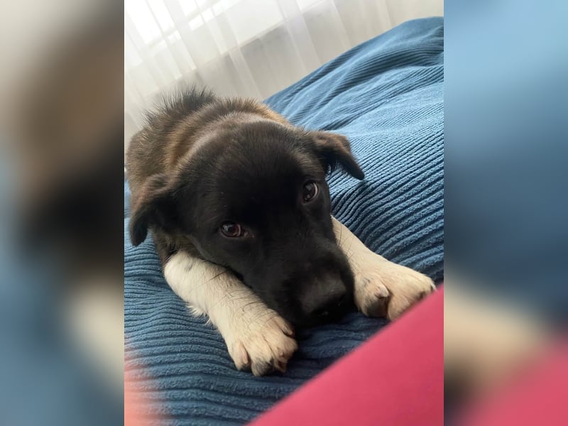 BONO - sucht sein Für-immer-Zuhause *reserviert*