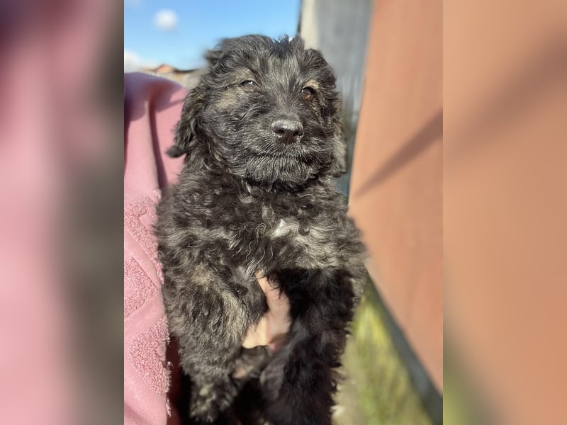 JAKE - süßer Zottel sucht seine Menschen