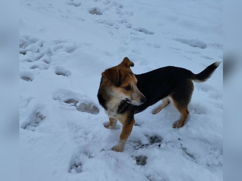 MOLLY - kleine Herzensdame