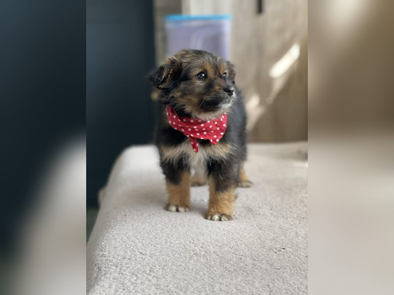 PENNY - kleine Zuckermaus