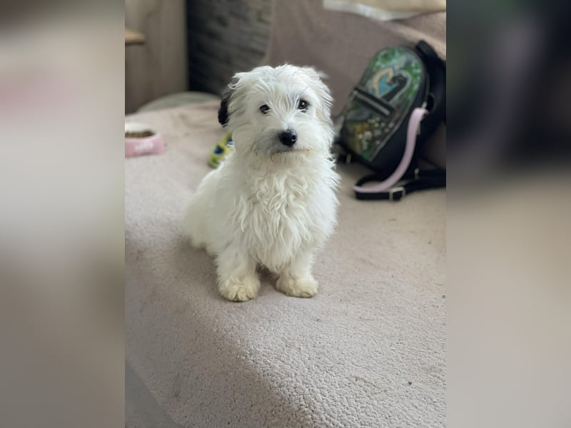 SNOWY - braucht ein eigenes Körbchen