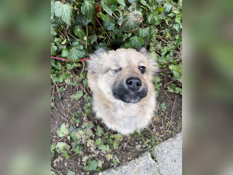 LUPIN - einäugiger Schatz sucht seine Menschen