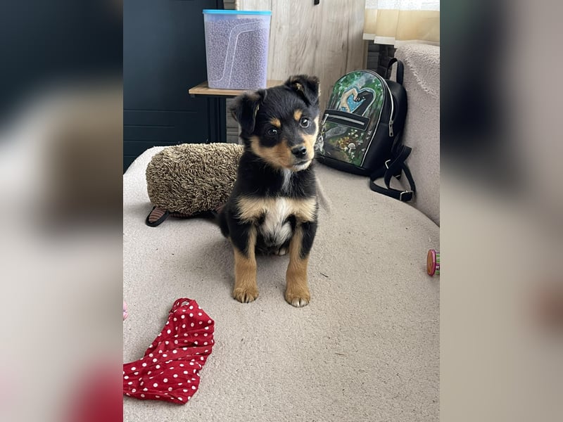 POLLY - kleine Herzensdame