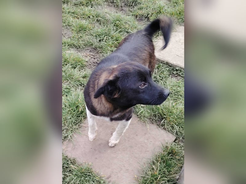 BONO - sucht sein Für-immer-Zuhause *reserviert*